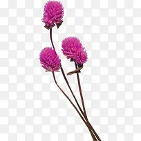 创意花草图片装饰图片素材