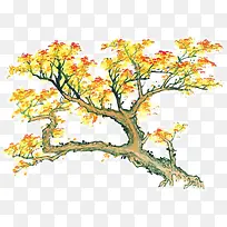 彩墨手绘枫树