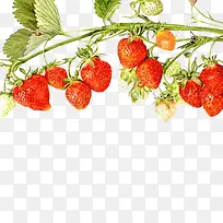 一串草莓