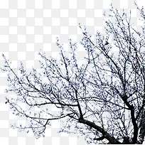 高清摄影冬天的树木效果