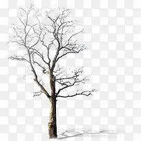高清创意合成冬天的树木