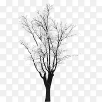 高清摄影创意白色冬天树木
