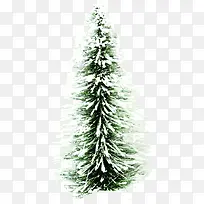 高清摄影冬天的松树圣诞树