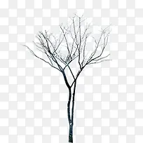 高清摄影冬天的大树
