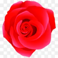 红色玫瑰花温馨装饰