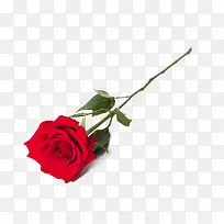 高清摄影红色鲜艳的玫瑰花