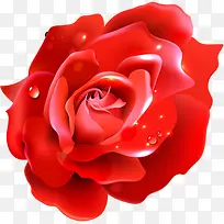 水珠红色玫瑰花