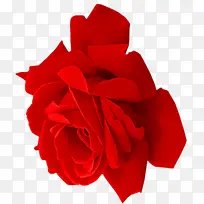 情人节红色玫瑰花大图