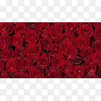 红色玫瑰花花朵爱情