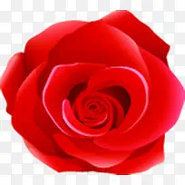 红色玫瑰花温馨背景