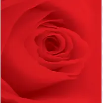 红色绽放唯美玫瑰花