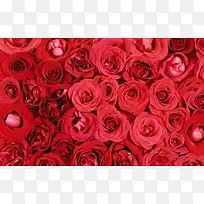 浪漫唯美红色玫瑰花