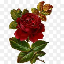 红色的玫瑰花高清创意摄影