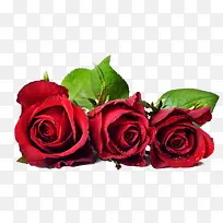 高清摄影红色的玫瑰花