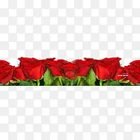 高清摄影红色的玫瑰花花卉