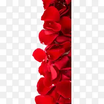 高清摄影红色的玫瑰花花瓣