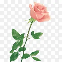 高清创意合成粉红色的玫瑰花