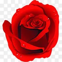 水珠红色玫瑰花朵