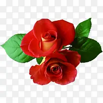 红色艺术美景玫瑰花朵