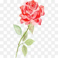 红色手绘花朵植物设计玫瑰