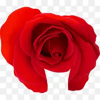 春天红色玫瑰装饰
