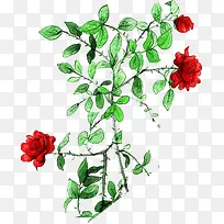 手绘绿叶红色玫瑰