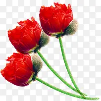 红色水墨艺术玫瑰