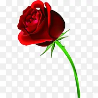 红色鲜花玫瑰植物装饰