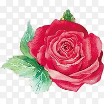 手绘粉红色水彩玫瑰