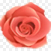 手绘红色花朵玫瑰