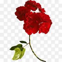 盛放的红玫瑰花
