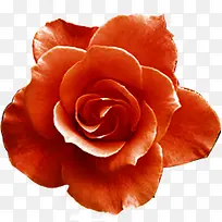 红色玫瑰鲜花花朵植物