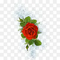 红玫瑰鲜花素材