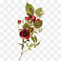 玫瑰植物装饰图案
