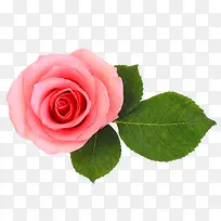 玫瑰花粉红玫瑰花情人节装饰