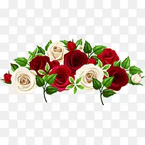 浪漫白红玫瑰花