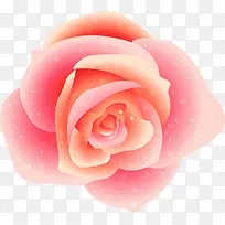 粉红玫瑰花花朵唯美装饰