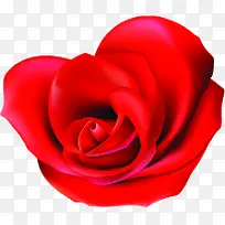 七夕甜蜜红色玫瑰