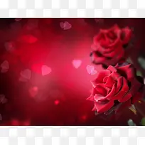 红色盛开玫瑰海报背景七夕情人节