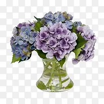 紫色 蓝色 台花