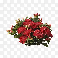 红色鲜艳的玫瑰花束