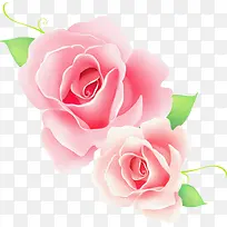 粉红玫瑰花装饰图片