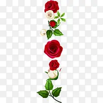 浪漫白红玫瑰花朵