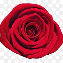 高清红色玫瑰装饰