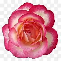 粉红玫瑰花朵装饰图片
