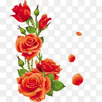 鲜艳的红玫瑰露珠七夕情人节