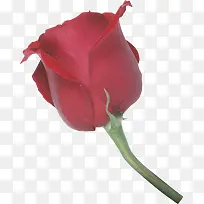 红色带刺的玫瑰清晰玫瑰