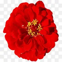 唯美红色花朵大红色