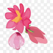 花朵红色