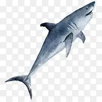 卡通手绘灰色的鲨鱼